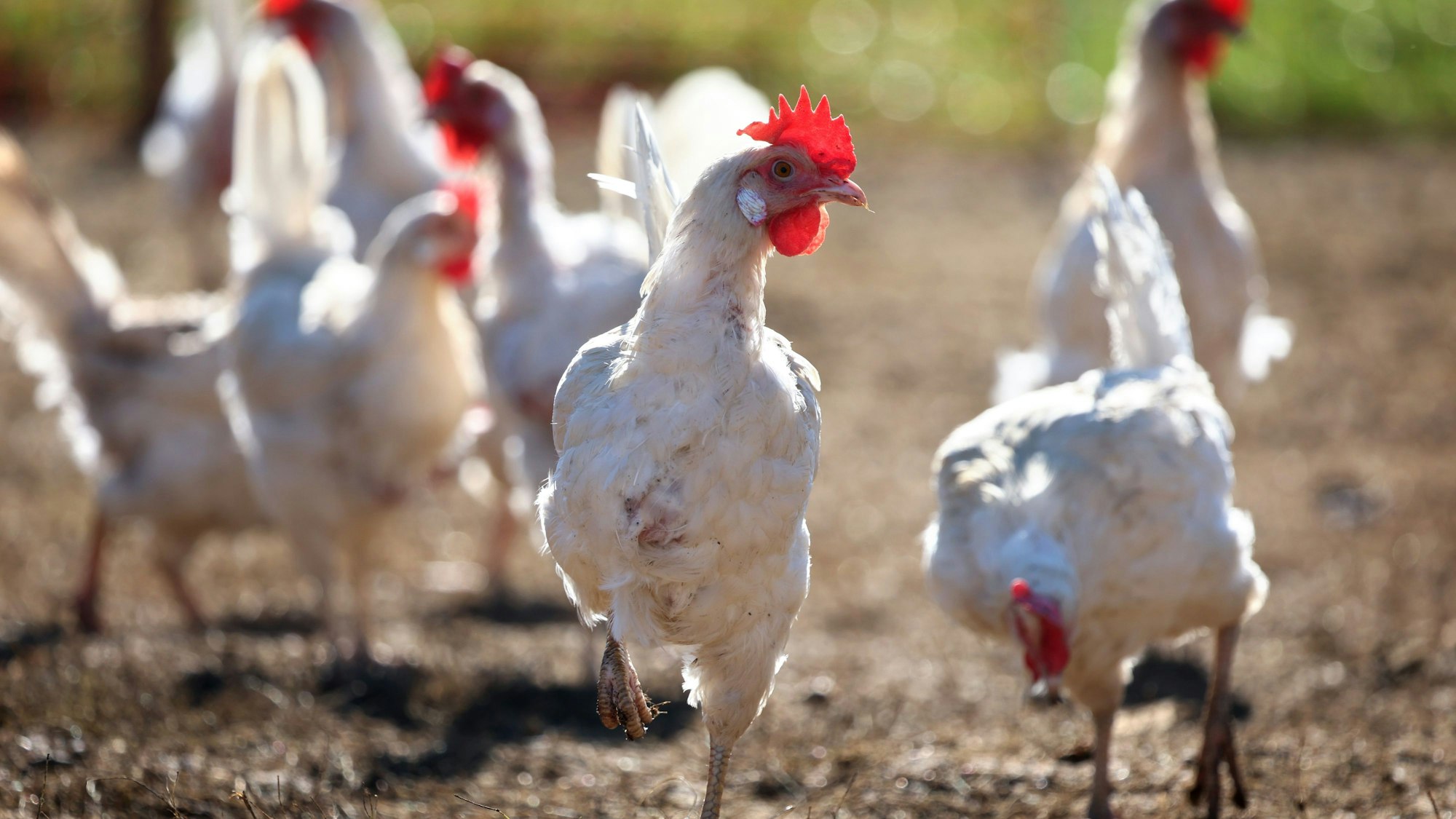 Legehennen laufen im Freigehege eines Bio-Bauernhofes vor ihrem Stall.
