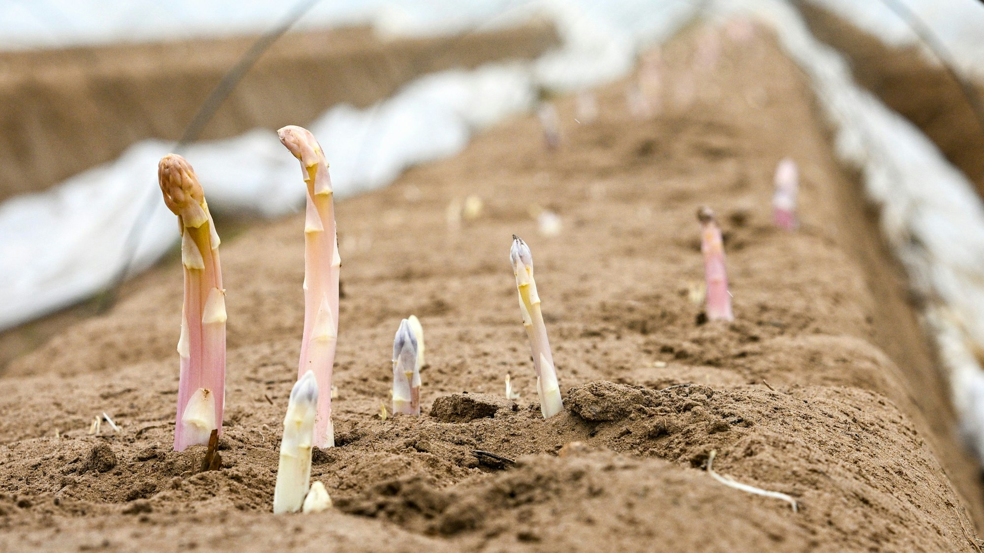 Spargelspitzen wachsen auf einem Feld. (Symbolfoto)