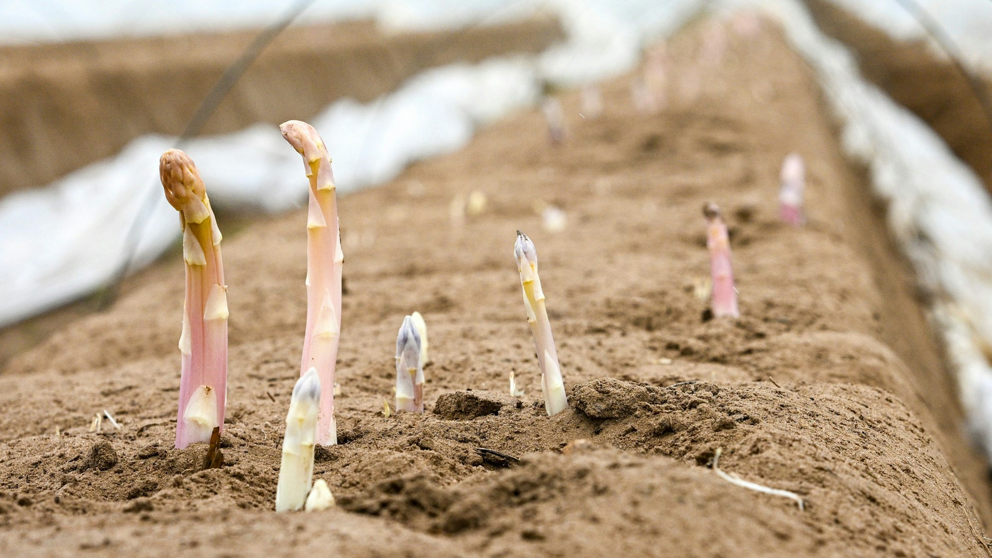 Spargel auf dem Feld (Symbolbild)
