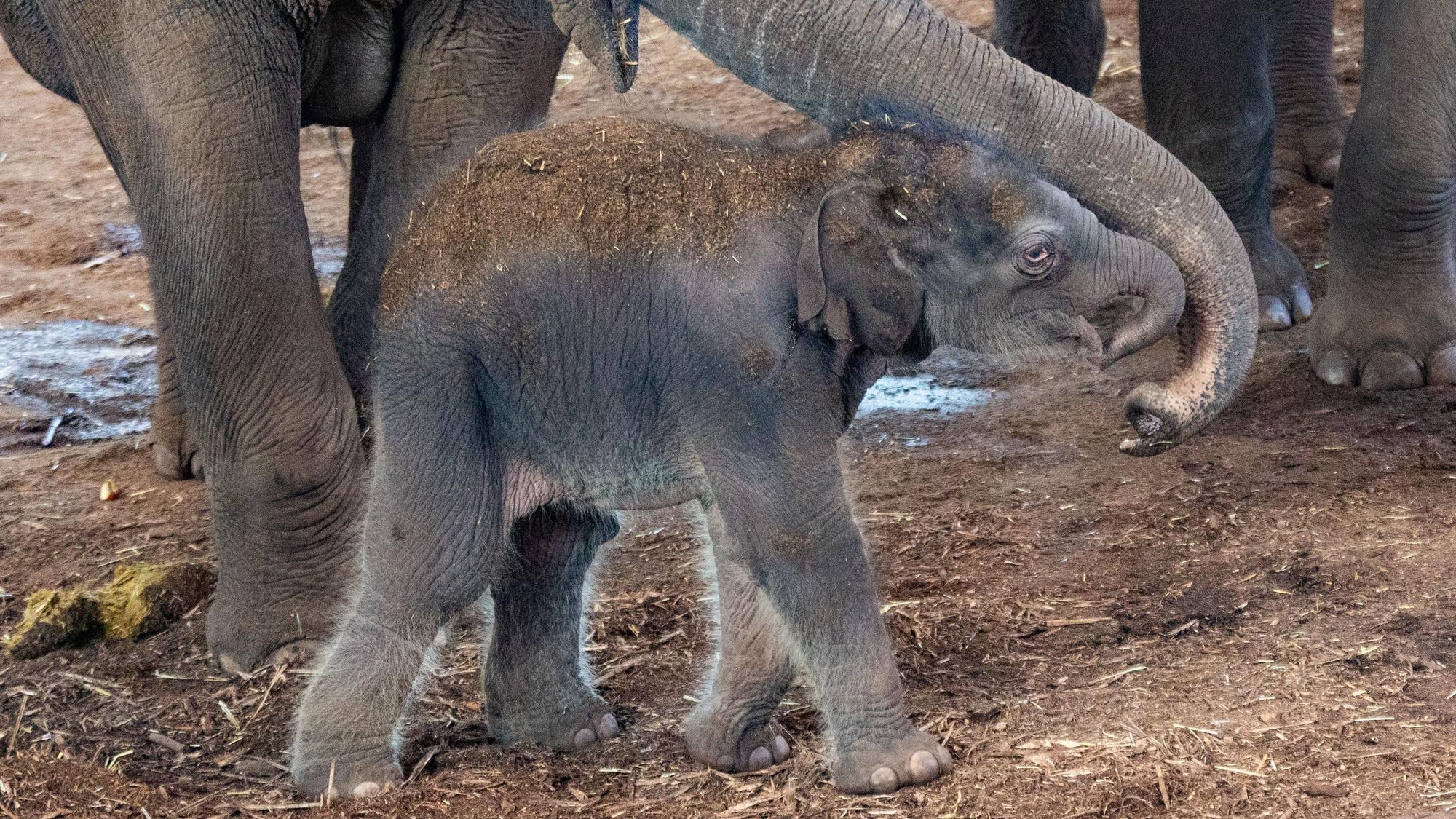 08.03.2025
Köln
Kölner Zoo stellt Nachwuchs bei den Elefanten vor. Elefantenmutter «Marlar» hat das Jungtier in der Nacht zum Freitag geboren. es ist ein Jungbulle.
Foto: Martina Goyert