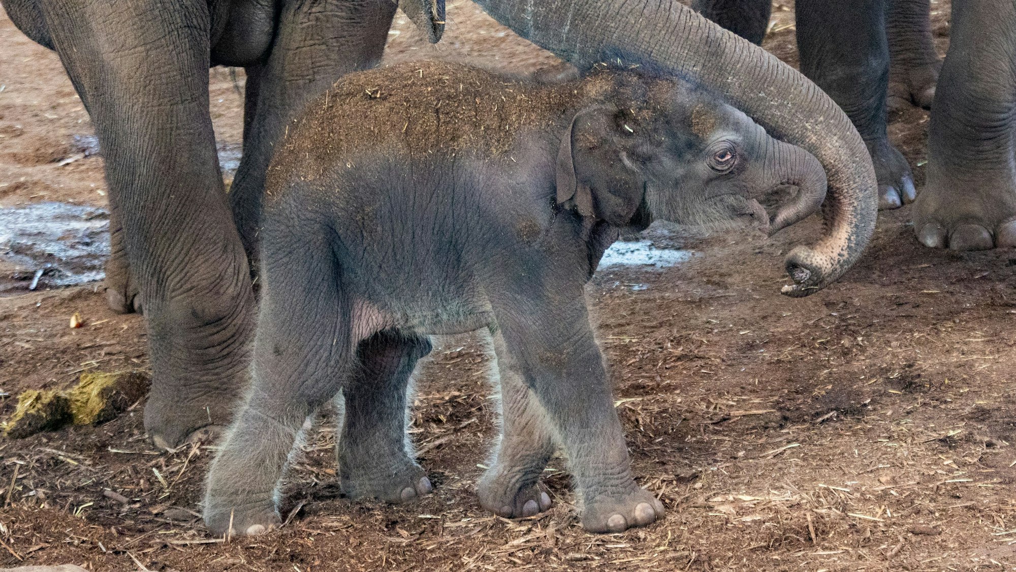 08.03.2025
Köln
Kölner Zoo stellt Nachwuchs bei den Elefanten vor. Elefantenmutter «Marlar» hat das Jungtier in der Nacht zum Freitag geboren. es ist ein Jungbulle.
Foto: Martina Goyert