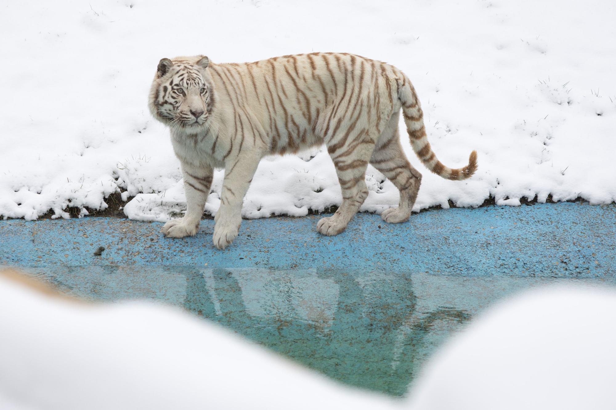 Schloß Holte-Stukenbrock: Ein Tiger steht in seinem schneebedeckten Gehege.