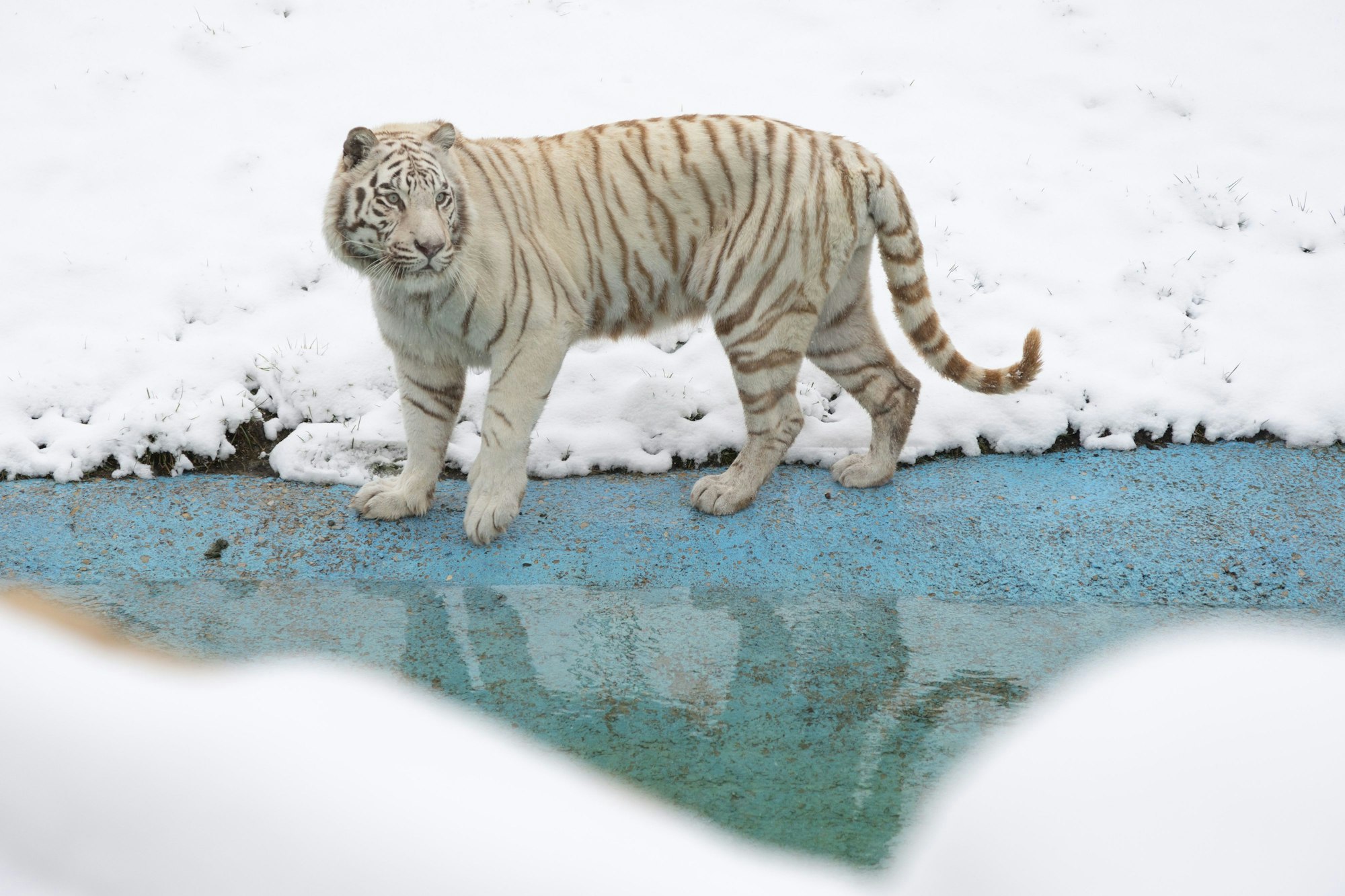 Schloß Holte-Stukenbrock: Ein Tiger steht in seinem schneebedeckten Gehege.