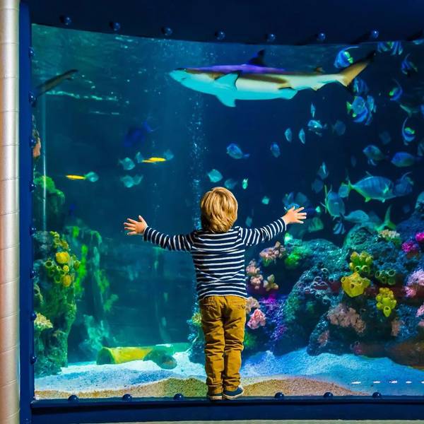 Ein Kind steht vor einem großen Aquarium und beobachtet die Fische.