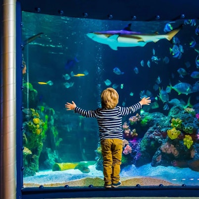 Ein Kind steht vor einem großen Aquarium und beobachtet die Fische.