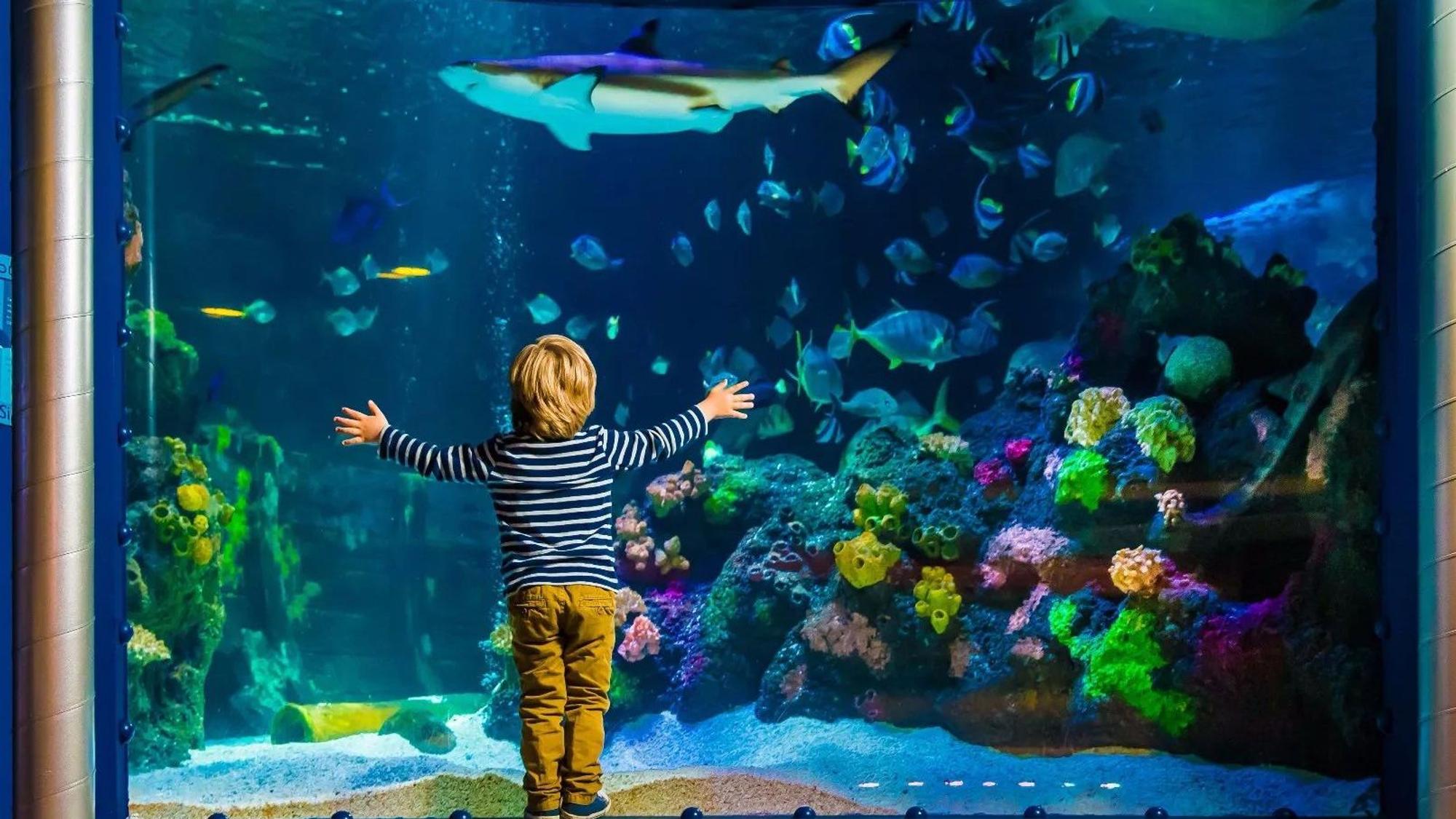 Ein Kind steht vor einem großen Aquarium und beobachtet die Fische.