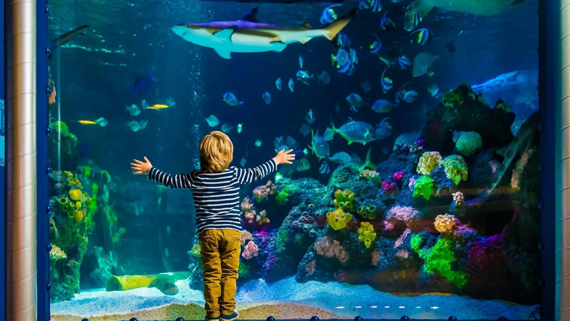 Ein Kind steht vor einem großen Aquarium und beobachtet die Fische.