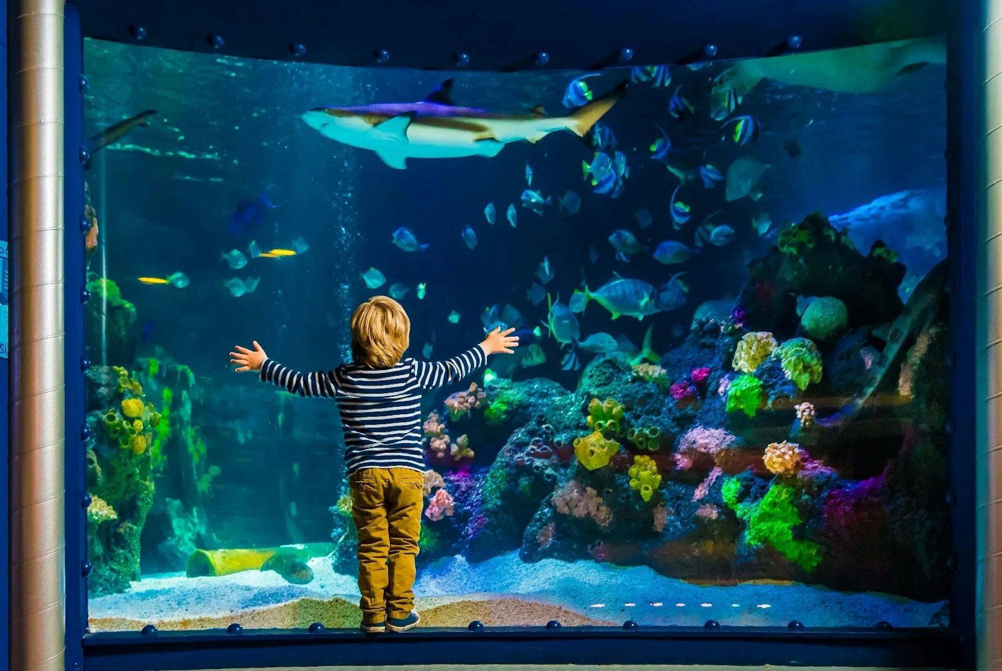 Ein Kind vor einem Aquarium im Sea Life.