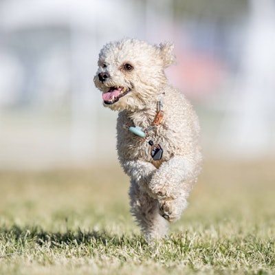 Ein Zwergpudel beim Lauf.
