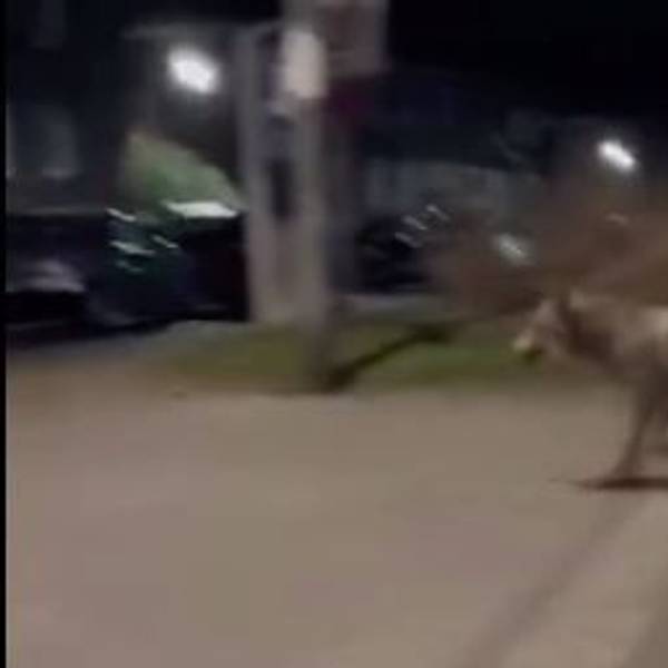 Das Tier wurde in einem Wohngebiet gefilmt. Vermutlich handelt es sich um einen Wolf.