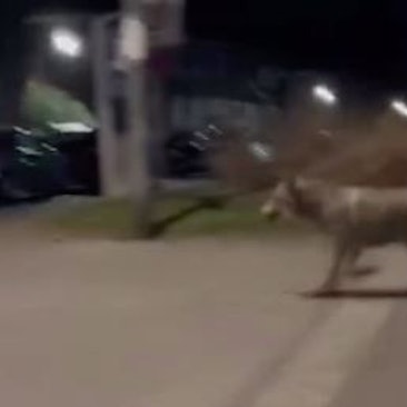 Das Tier wurde in einem Wohngebiet gefilmt. Vermutlich handelt es sich um einen Wolf.