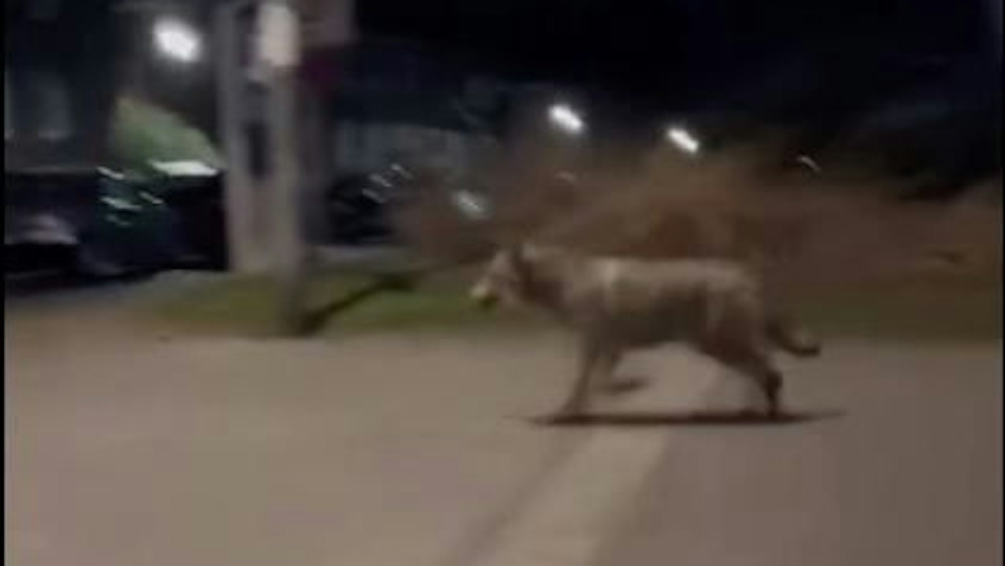 Das Tier wurde in einem Wohngebiet gefilmt. Vermutlich handelt es sich um einen Wolf.