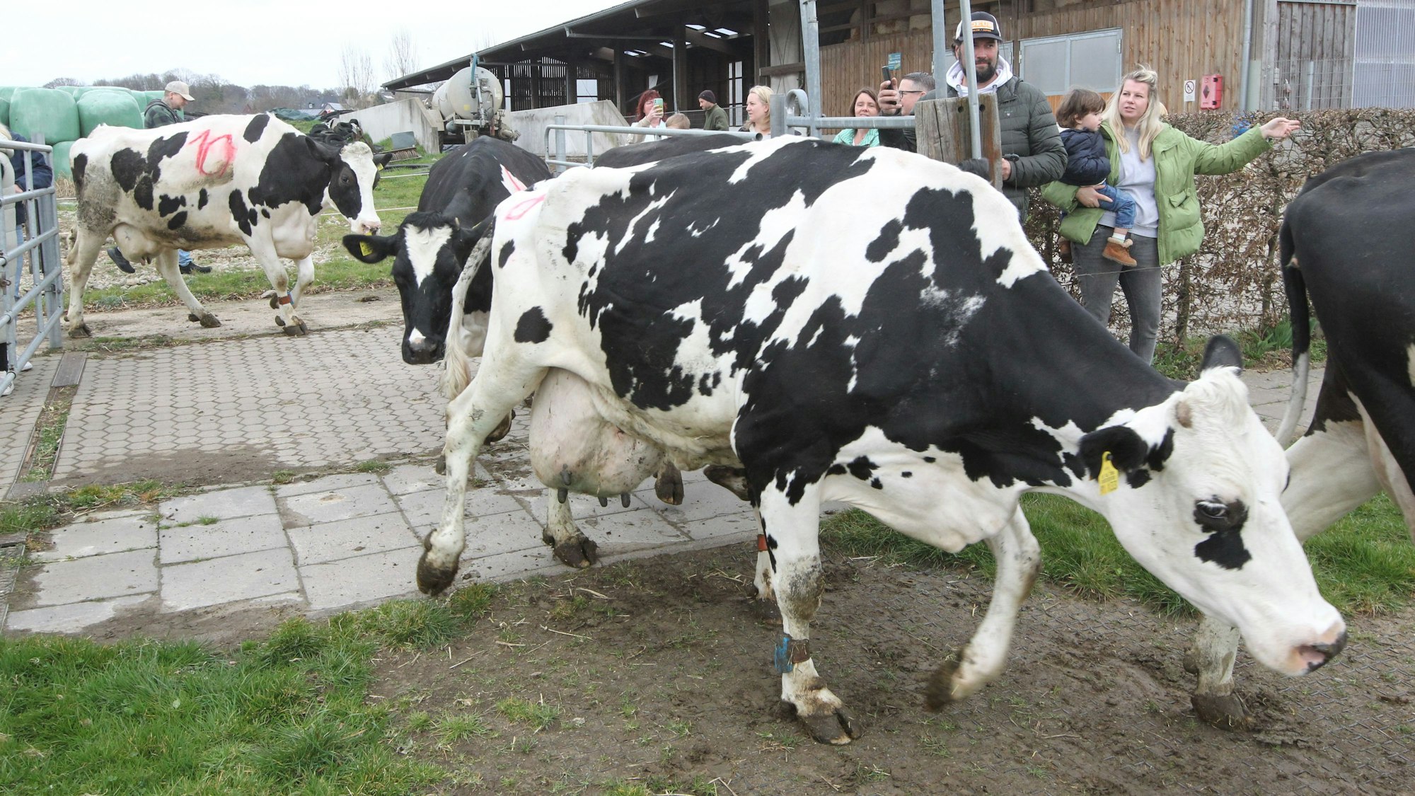 Mehrere Kühe laufen aus einem Stall zur Weide.