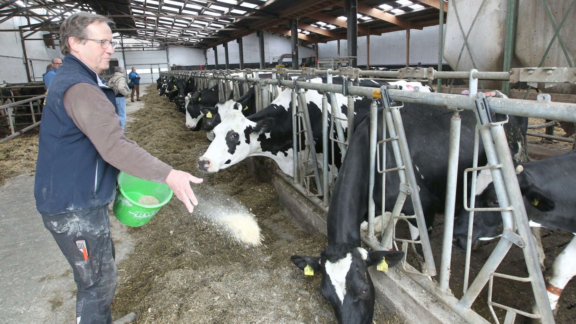 Der Bauer streut den Tieren im Kuhstall Futter aus einem Eimer hin.
