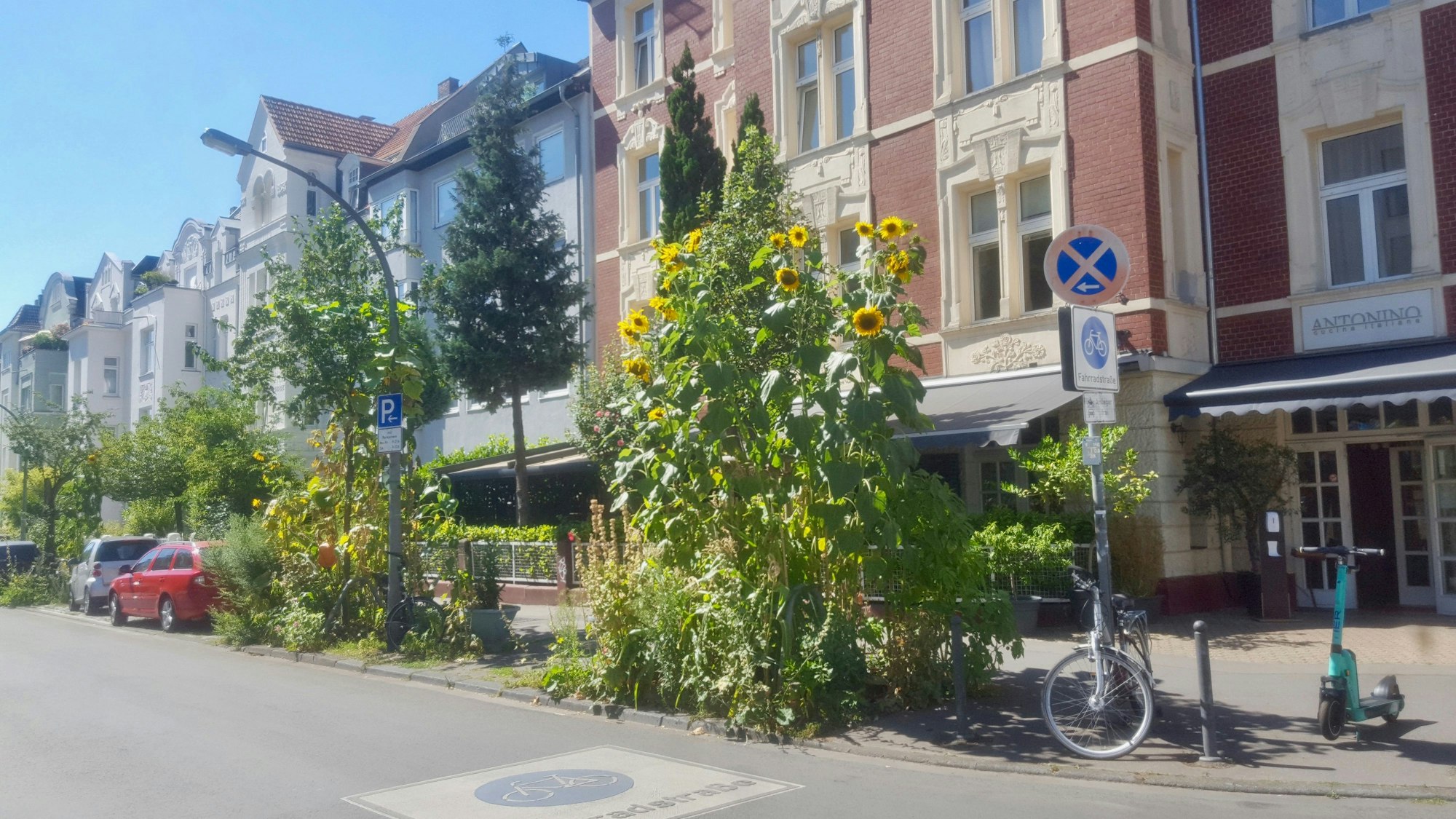 Blick auf sehr große Sonnenblumen, die am Straßenrand blühen.