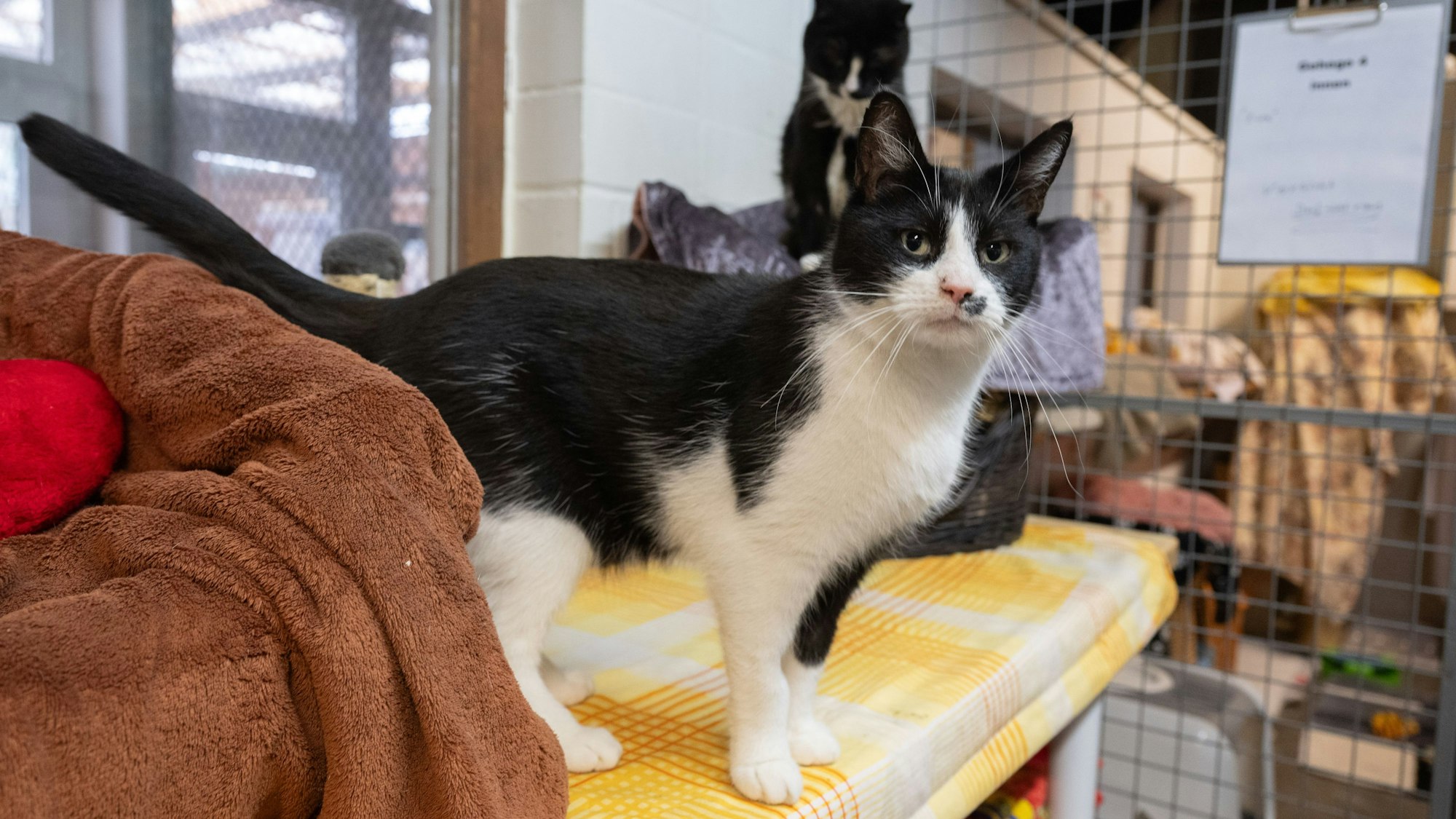 Eine Katze steht auf einer gelben Ablage im Tierheim.