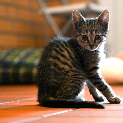 ARCHIV - 15.07.2022, Nordrhein-Westfalen, Leverkusen: Eine Katze sitzt im Tierheim Leverkusen. (zu dpa: «CDU und Grüne wollen Tierheime in NRW stärken») Foto: Federico Gambarini/dpa +++ dpa-Bildfunk +++