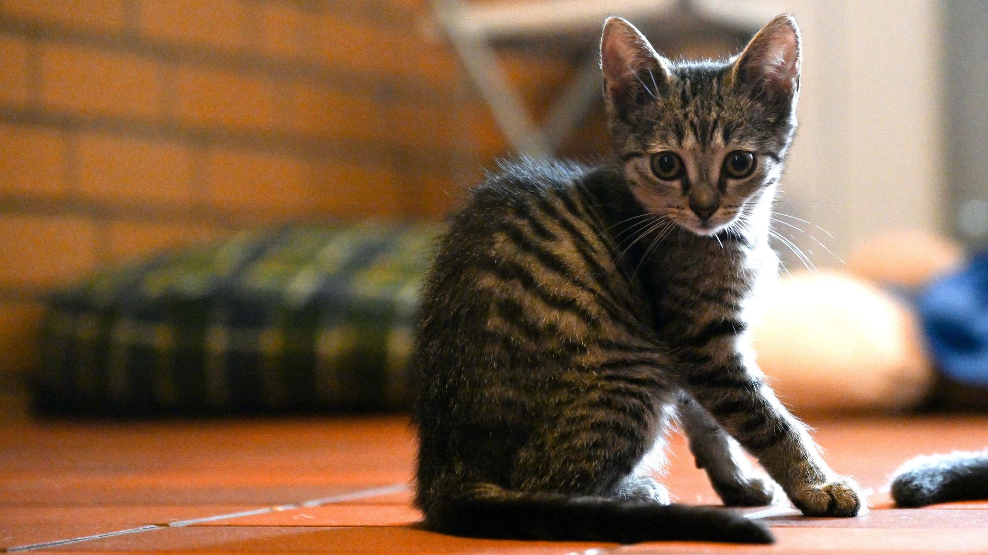 ARCHIV - 15.07.2022, Nordrhein-Westfalen, Leverkusen: Eine Katze sitzt im Tierheim Leverkusen. (zu dpa: «CDU und Grüne wollen Tierheime in NRW stärken») Foto: Federico Gambarini/dpa +++ dpa-Bildfunk +++