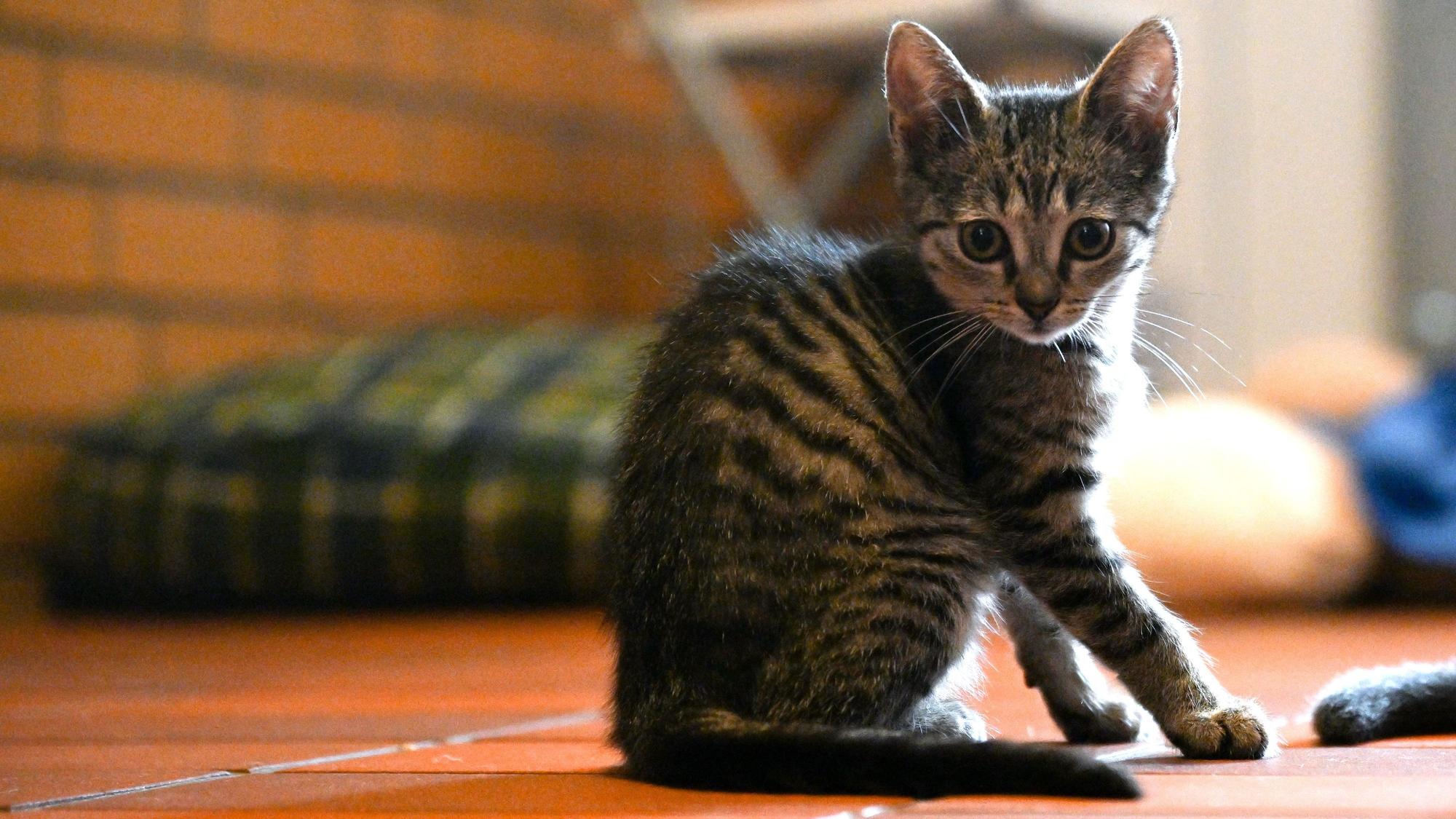 ARCHIV - 15.07.2022, Nordrhein-Westfalen, Leverkusen: Eine Katze sitzt im Tierheim Leverkusen. (zu dpa: «CDU und Grüne wollen Tierheime in NRW stärken») Foto: Federico Gambarini/dpa +++ dpa-Bildfunk +++