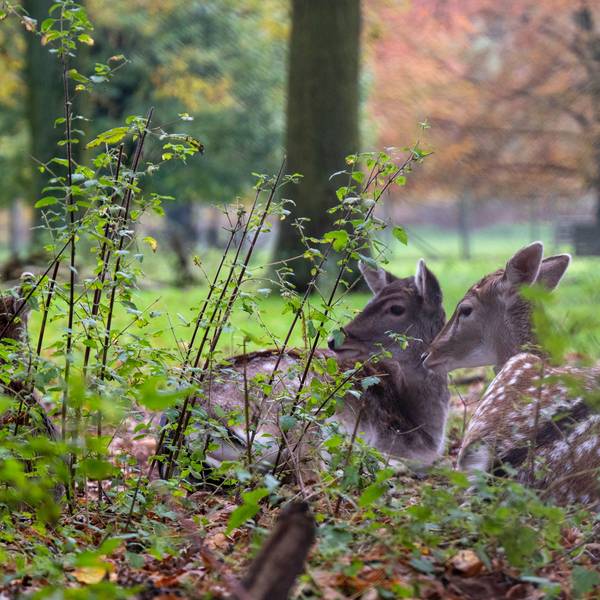 Köln: Das Damwild fühlt sich im Wildpark Dünnwald wohl. Der Wildpark Dünnwald ist ein beliebtes Ausflugsziel. (Archivbild 2023)
