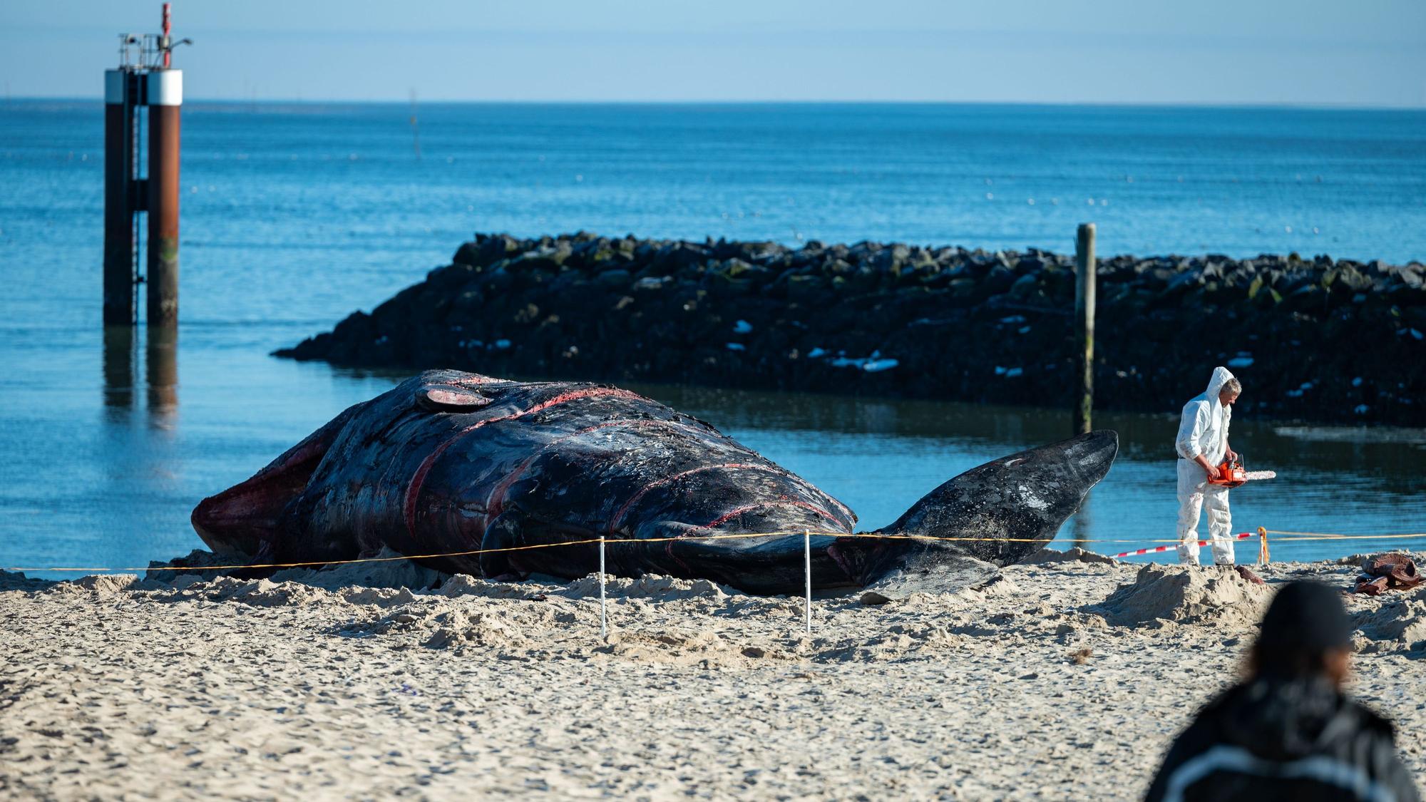 Der Pottwal-Kadaver wurde am Strand mit einer Kettensäge zerlegt und untersucht. Nun steht die Todesursache fest.