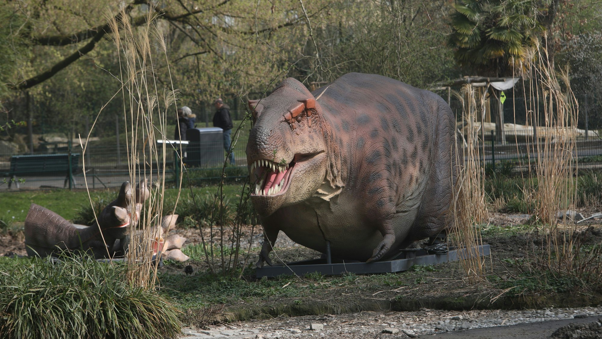 25.03.2025, Köln: Noch ist der Tyrannosaurus Rex vollständig. Im April eröffnet der Kölner Zoo seine Dinosaurierausstellung „DinoVersum“. Foto: Arton Krasniqi
