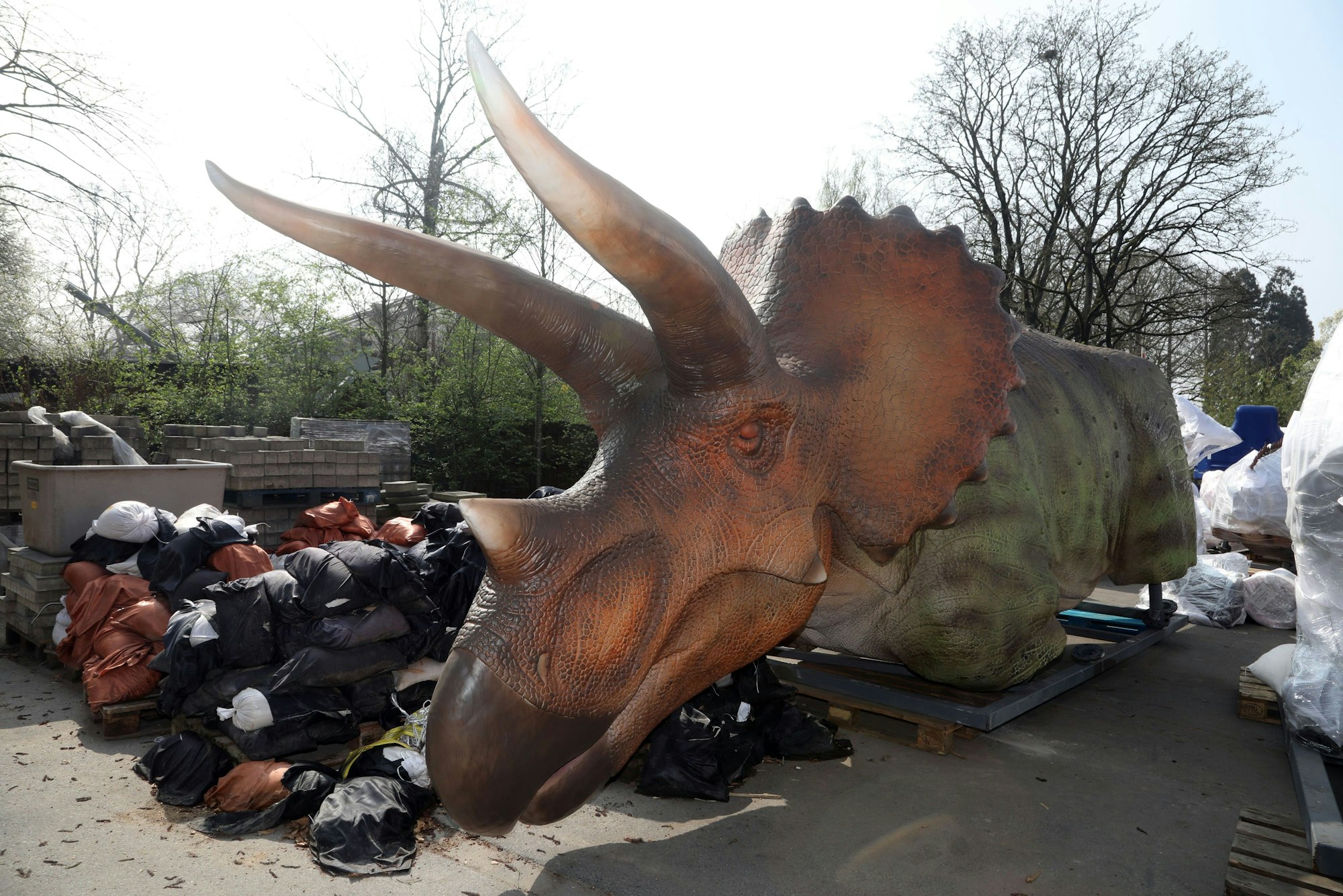 25.03.2025, Köln: Zwischen vielen noch unverpackten Exponaten schaut ein Schädel von einem Triceratops herraus. Im April eröffnet der Kölner Zoo seine Dinosaurierausstellung „DinoVersum“. Foto: Arton Krasniqi