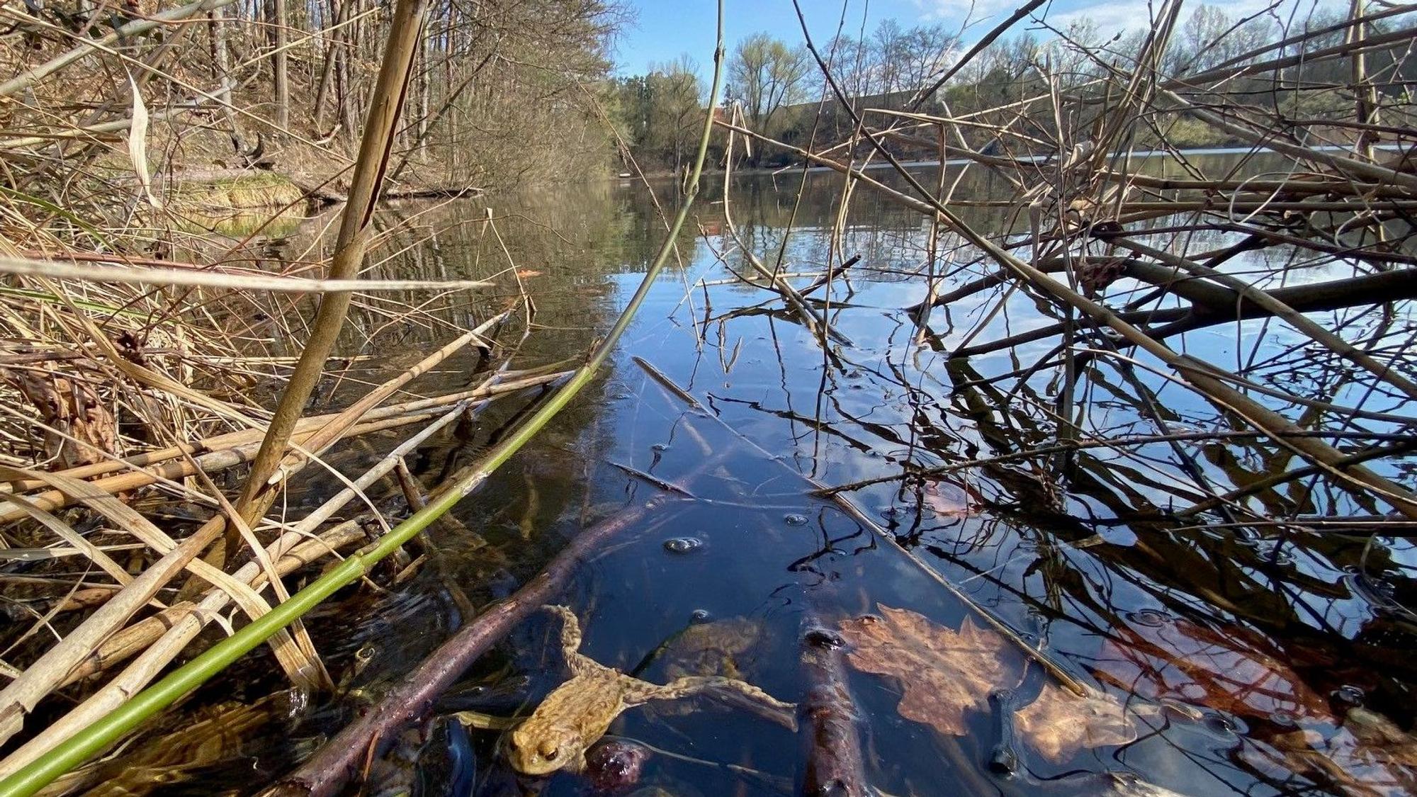 Zu sehen ist eine Kröte, die in dem Ententeich genannten See schwimmt.