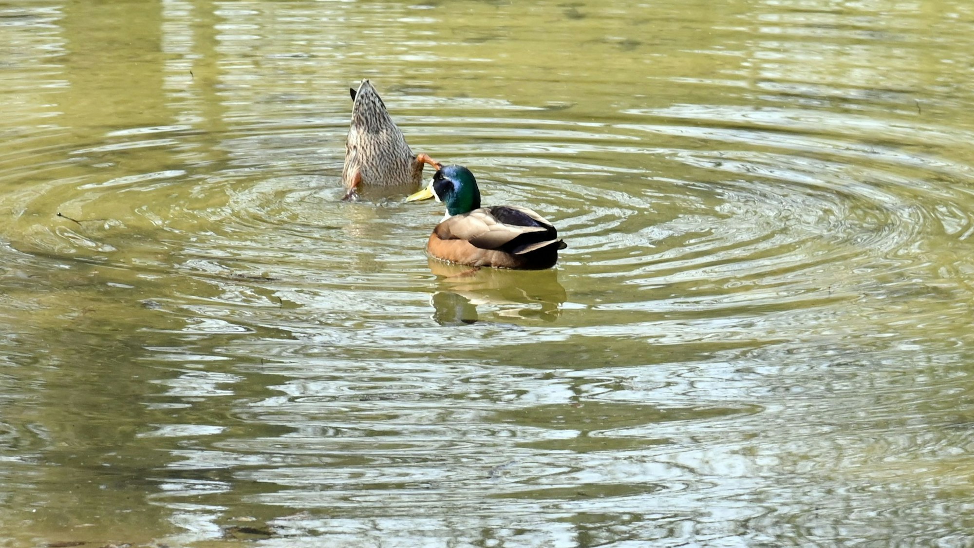 25.03.2025 Köln. Der Weiher im Volksgartenweiher ist wieder mit Wasser befüllt. Der von den Stadtentwässerungsbetrieben SteB gepflegte Weiher wurde lange Zeit umgestaltet. Ohne Termin. Foto: Alexander Schwaiger