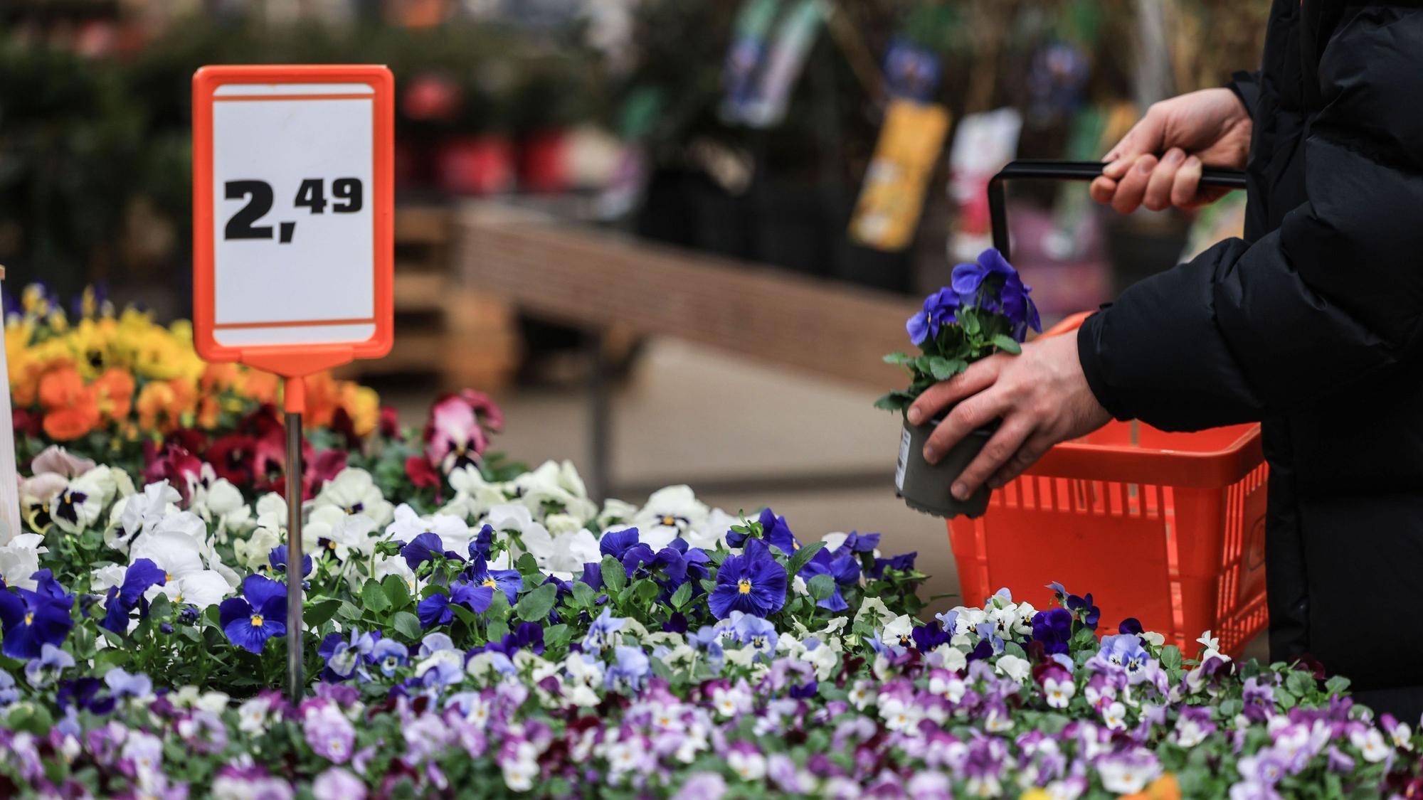 Ein Mann legt eine Pflanze im Gartencenter eines Baumarktes in den Einkaufskorb. Die Kaufzurückhaltung der Kunden trifft auch die Baumarktbranche in Deutschland.