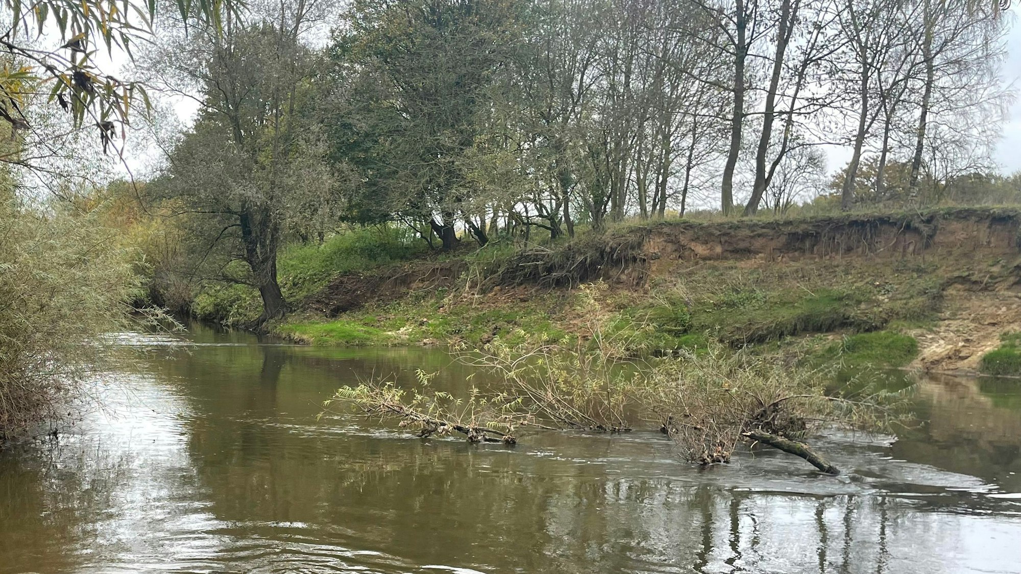 Die Ems fließt an einem unebenen Ufer und Bäumen entlang.