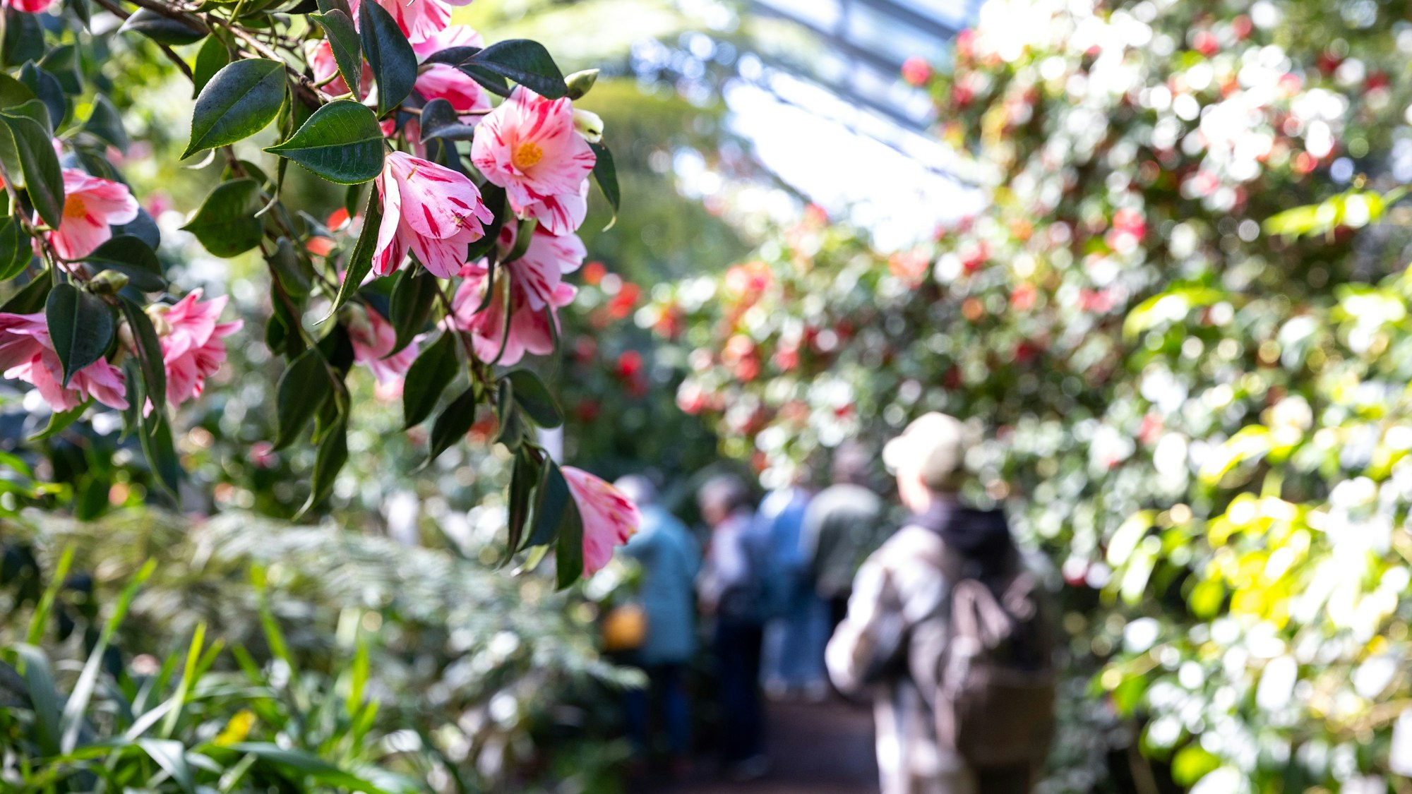 17.03.2025
Köln:
Kamelien-Ausstellung im Botanischen Garten
Über 400 Sorten der "Königin der Winterblumen" sind von Januar bis April in der Flora zu bewundern.
Foto: Martina Goyert