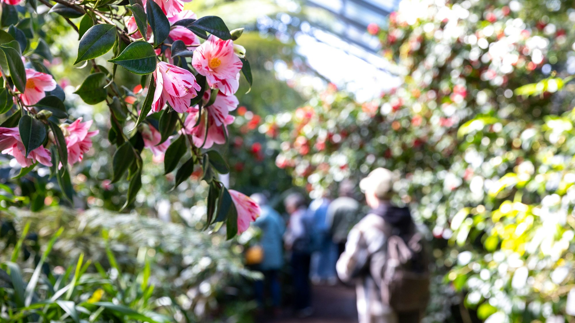 Kamelienausstellung im Botanischen Garten mit mehreren Hundert Sorten. (Archivbild 2025)