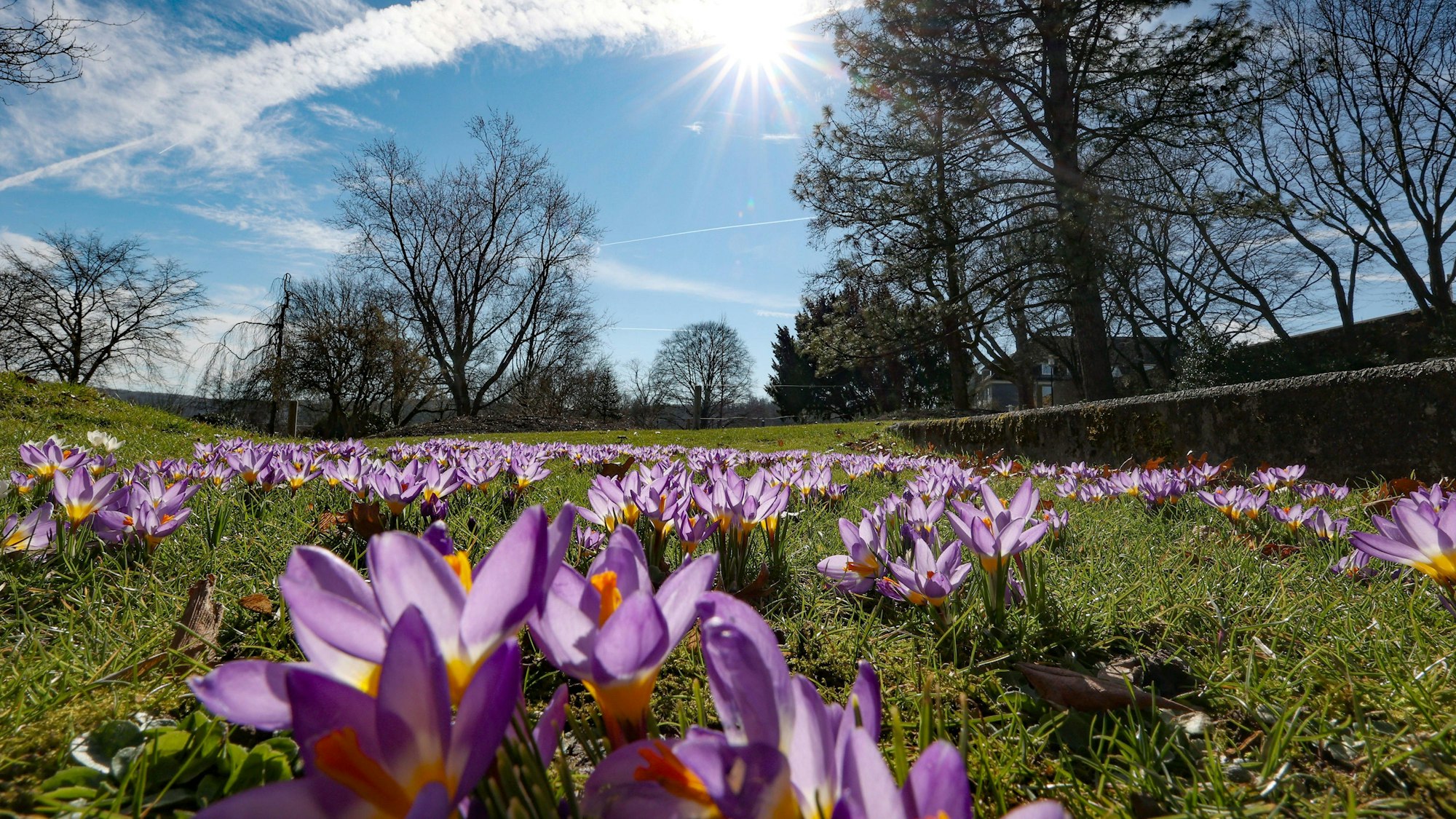 Krokusse blühen an einem sonnigen Frühlingstag auf einer Wiese.