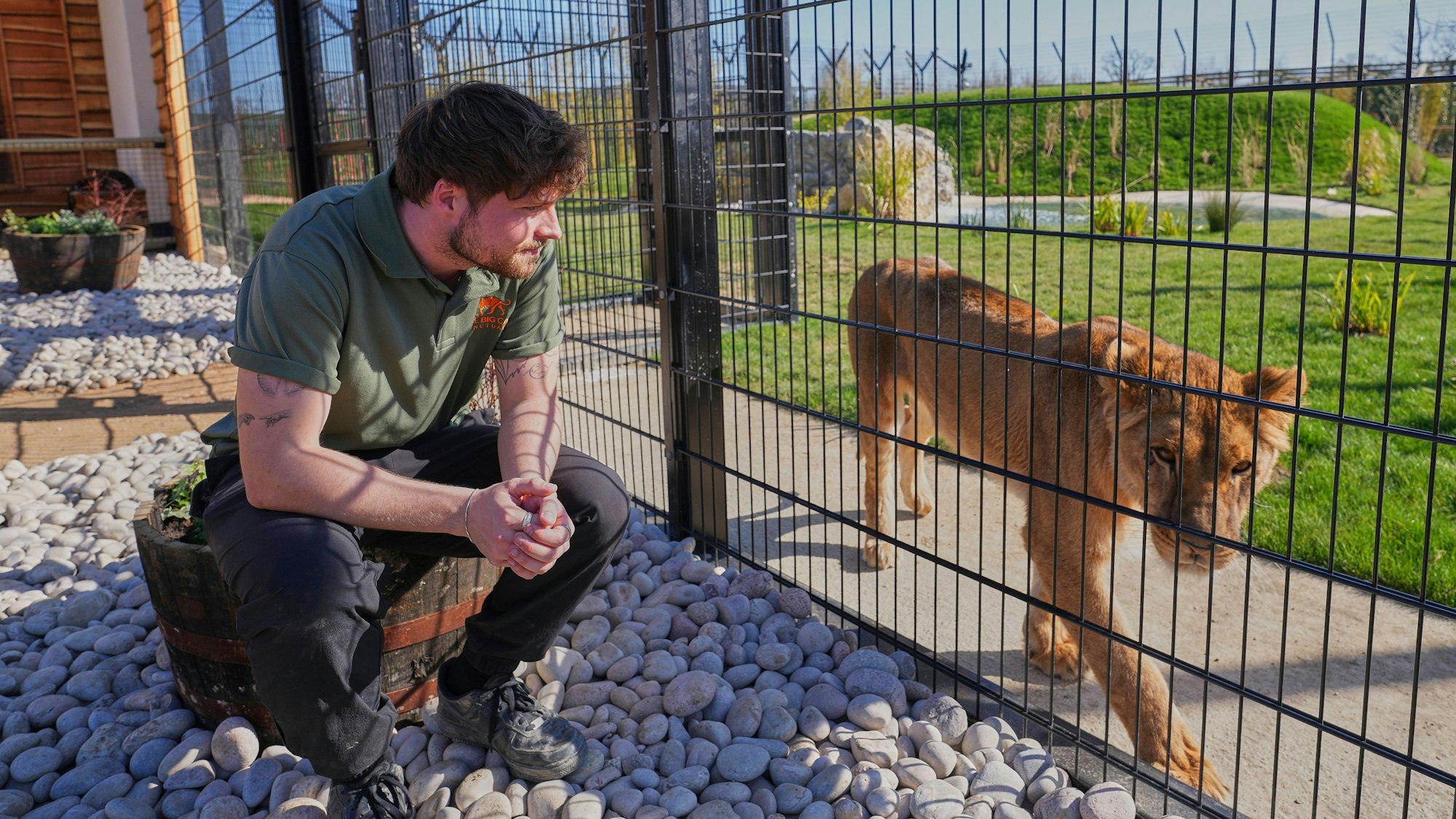 Cameron Whitnall beobachtet Vanda, eine aus der Ukraine gerettete Löwin, wie sie sich in ihrem neuen Zuhause einlebt.