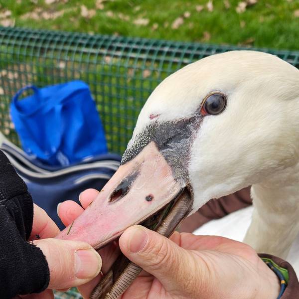Unbekannte haben einen Schwan angeschossen. Die Kugel hatte den Schnabel durchdringen können und blieb in der Zunge stecken.