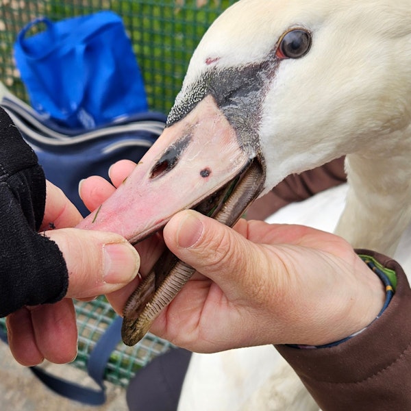 Unbekannte haben einen Schwan angeschossen. Die Kugel hatte den Schnabel durchdringen können und blieb in der Zunge stecken.