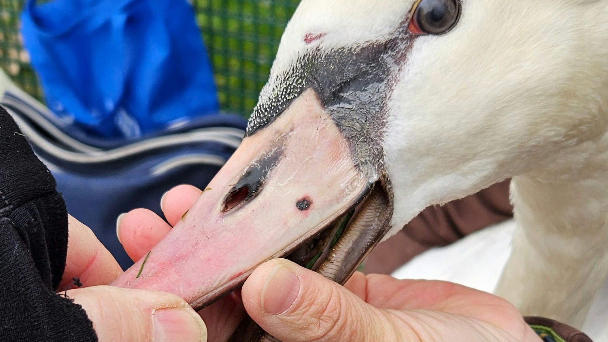 Unbekannte haben einen Schwan angeschossen. Die Kugel hatte den Schnabel durchdringen können und blieb in der Zunge stecken.