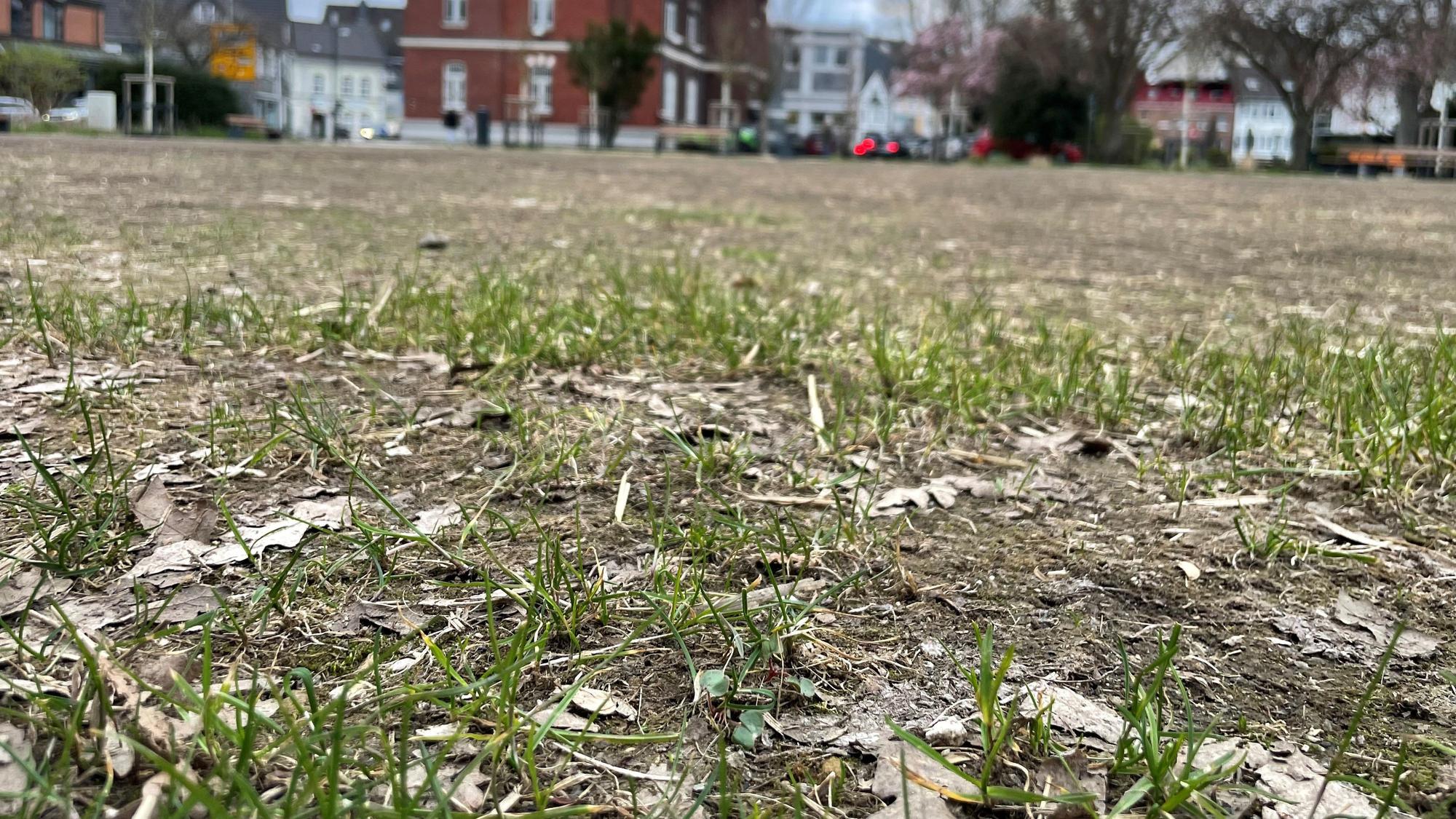Auf der stark in Mitleidenschaft gezogenen Rasenfläche im alten Stadtpark in Leichlingen wird neuer Rasen gesät.