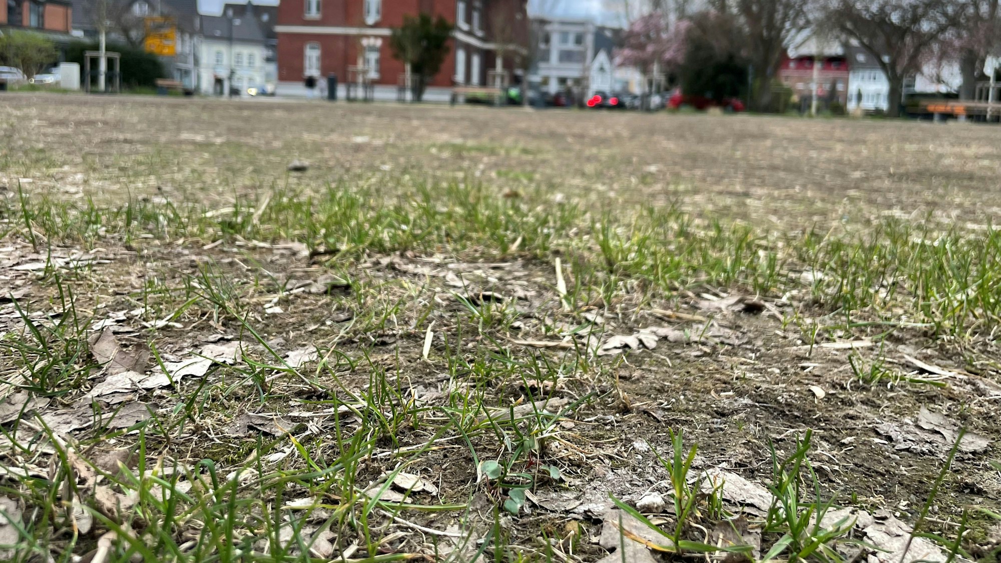 Auf der stark in Mitleidenschaft gezogenen Rasenfläche im alten Stadtpark in Leichlingen wird neuer Rasen gesät.