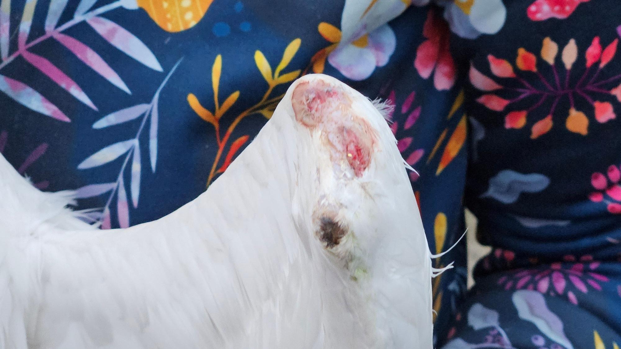 Ein echter Pechvogel: Der Schwan verletzte sich nur einen Tag nach dem Zwischenfall am „Handgelenk“ und wird in Neuss aufgepäppelt.
