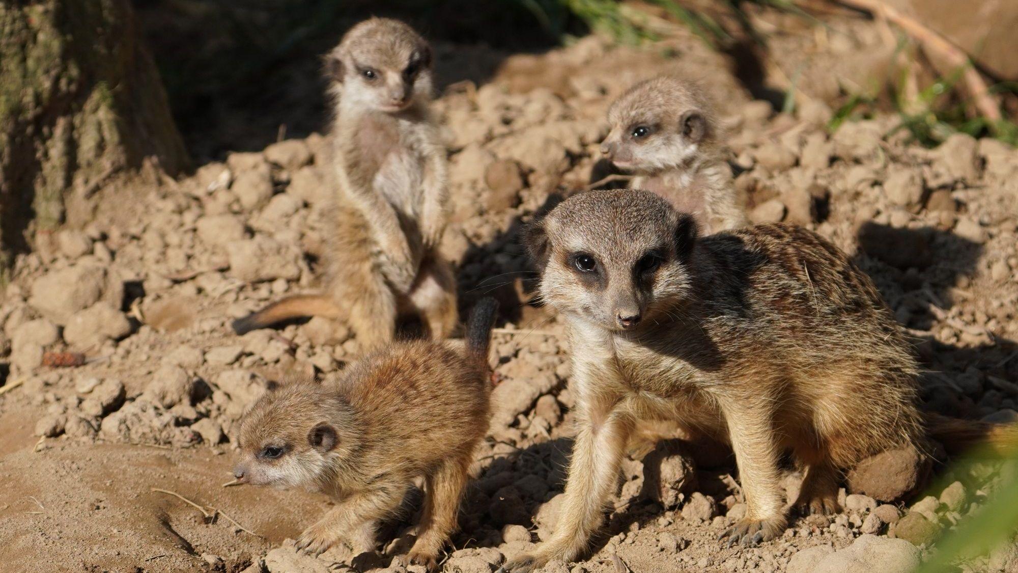 Nachwuchs in der Erdmännchen-Gruppe des Tierparks. Weibchen Beyonce hat vier Jungtiere geboren. Die Kleinen verlassen erst mit rund vier Wochen die schützende Wurfhöhle.