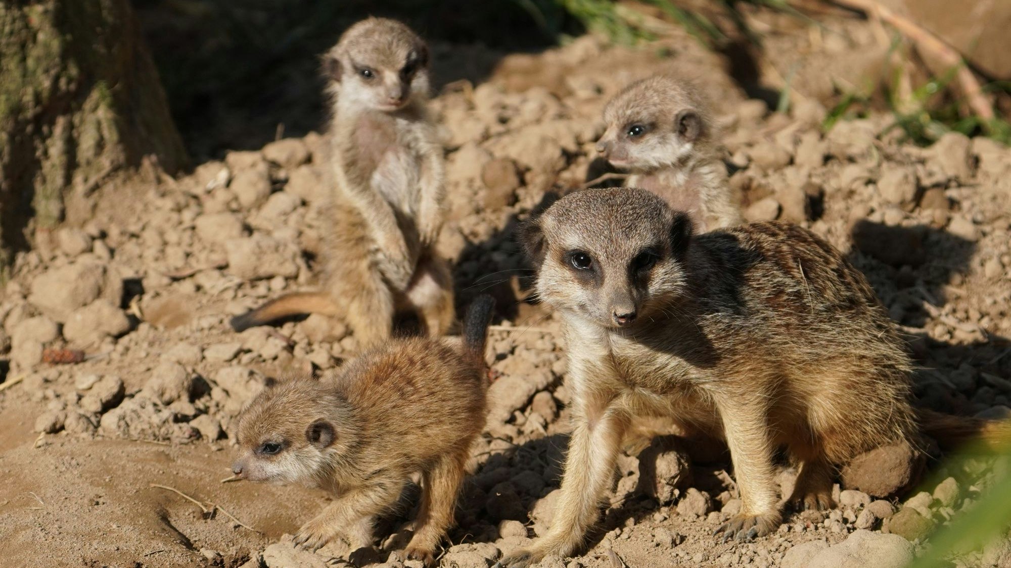 Nachwuchs in der Erdmännchen-Gruppe des Tierparks. Weibchen Beyonce hat vier Jungtiere geboren. Die Kleinen verlassen erst mit rund vier Wochen die schützende Wurfhöhle.