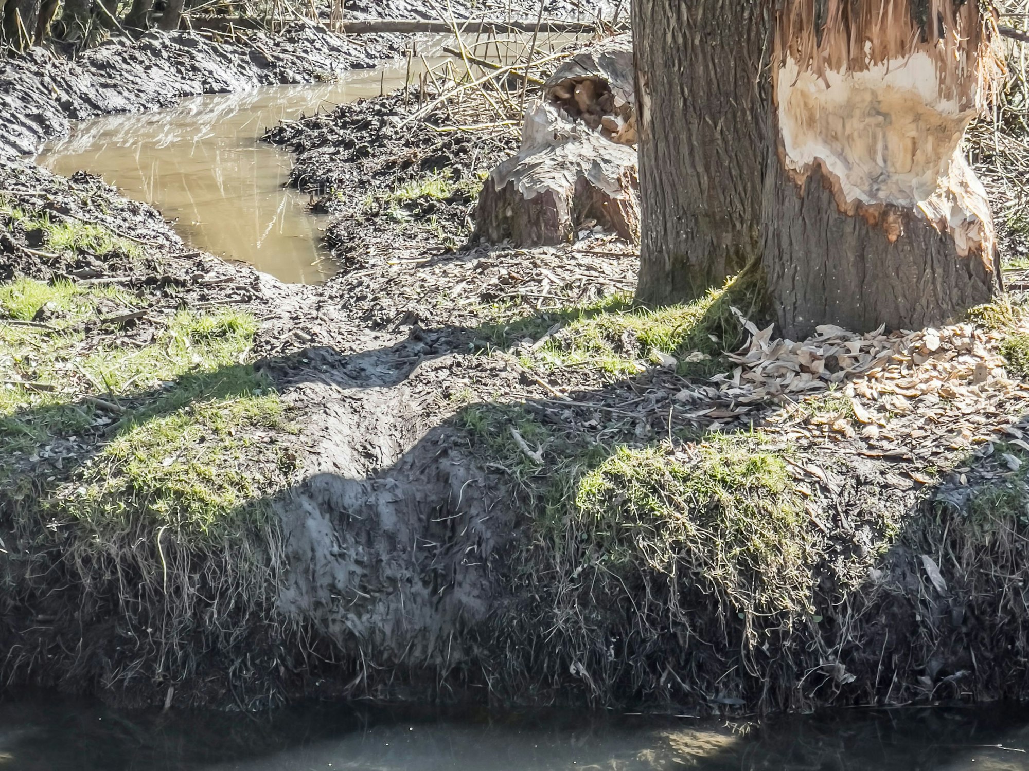 Diese Schlamm-Rutschbahn haben die Tiere am Ufer eingeschliffen.