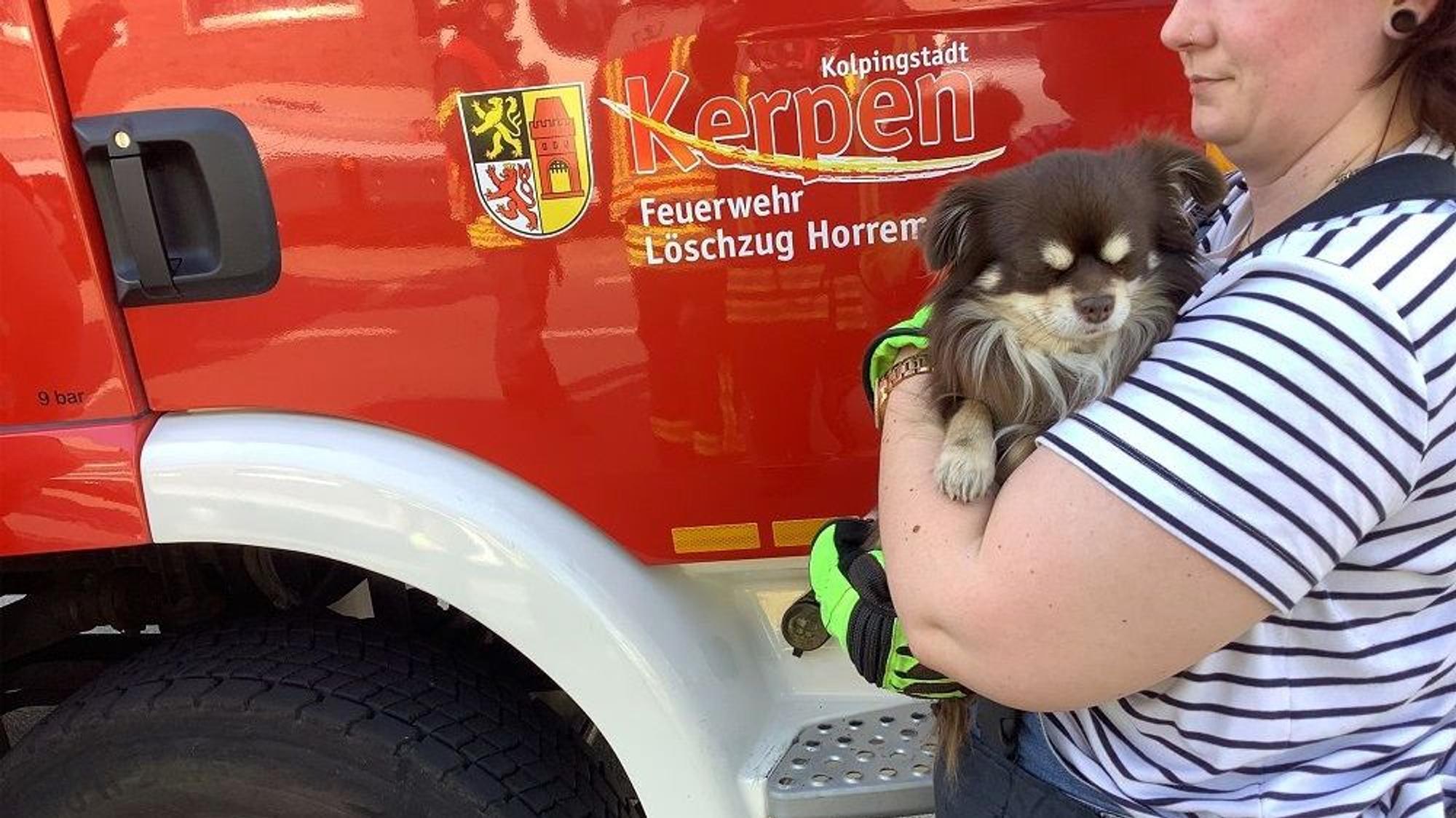 Der Hund aus einem der am Unfall beteiligten Fahrzeuge blieb unverletzt.