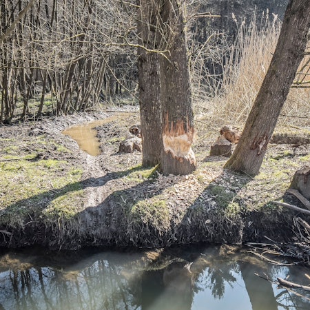 Hier lebt ein Biber, Spuren in Diepental: Von Weiden haben die Tiere die Rinde abgenagt, einige große Bäume haben sie schon gefällt.