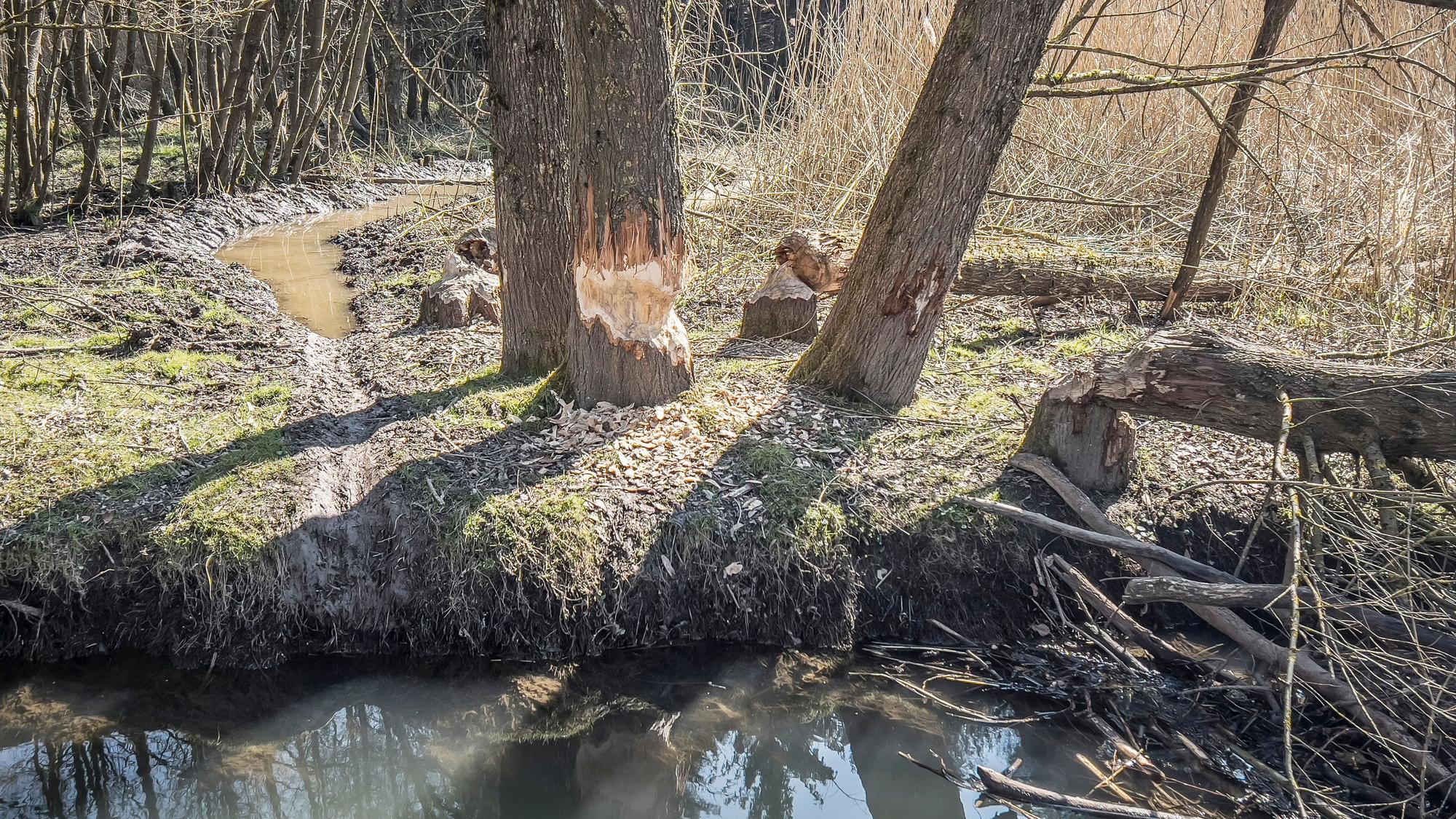 Hier lebt ein Biber, Spuren in Diepental: Von Weiden haben die Tiere die Rinde abgenagt, einige große Bäume haben sie schon gefällt.