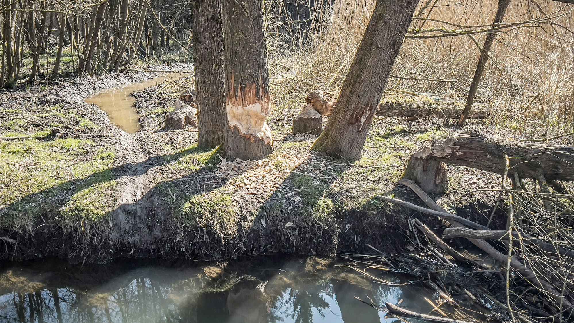 Hier lebt ein Biber, Spuren in Diepental: Von Weiden haben die Tiere die Rinde abgenagt, einige große Bäume haben sie schon gefällt.