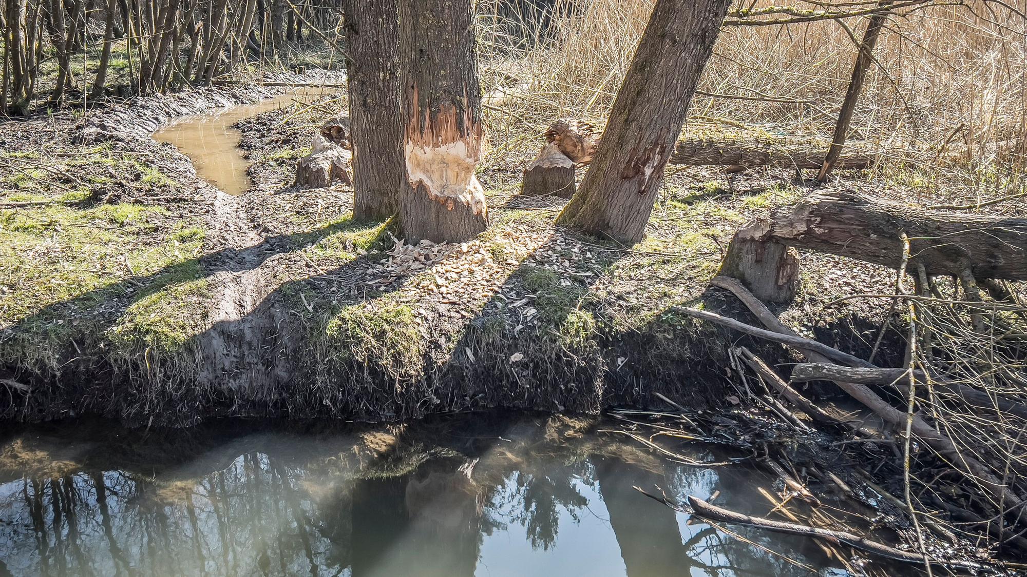 Spuren des Bibers, hier im Frühjahr 2025, hatte man auch in Diepental am Wasser gefunden.