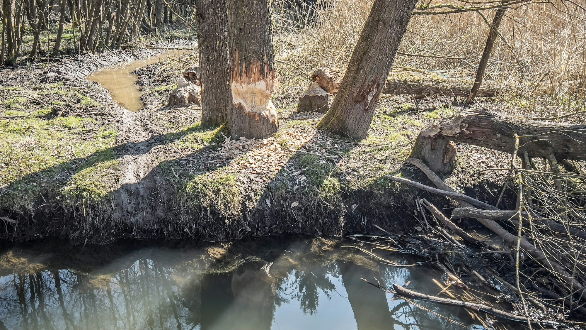 In Diepental hat sich der Biber niedergelassen. Das erschwert den Hochwasserschutz für den Wupperverband.